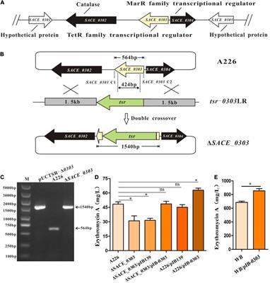 Uncovering and Engineering a Mini-Regulatory Network of the TetR-Family Regulator SACE_0303 for Yield Improvement of Erythromycin in Saccharopolyspora erythraea